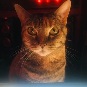 Meet your Posher, Desiree